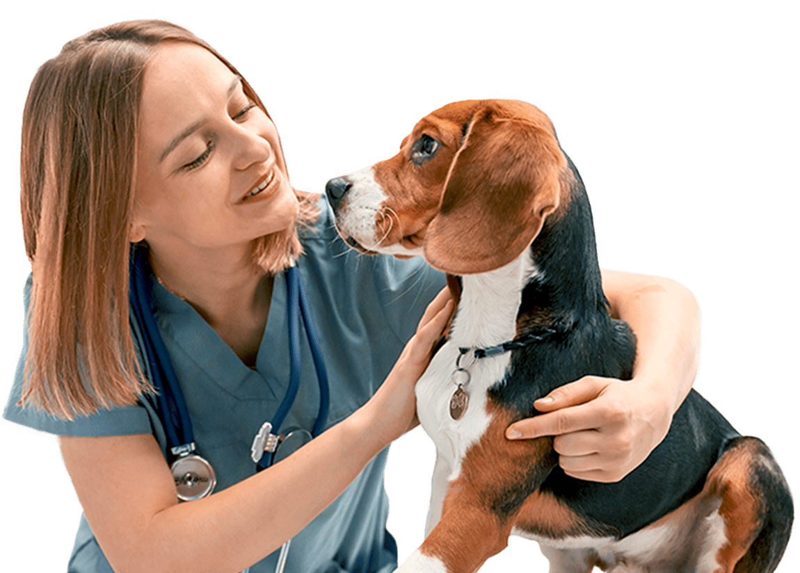 Veterinarian in scrubs smiling and holding a beagle on an exam table.