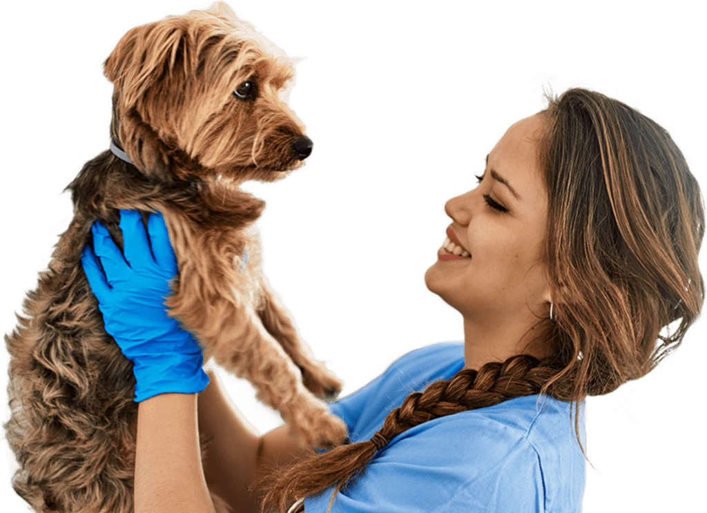 Person in blue gloves holding a small, brown dog, smiling.
