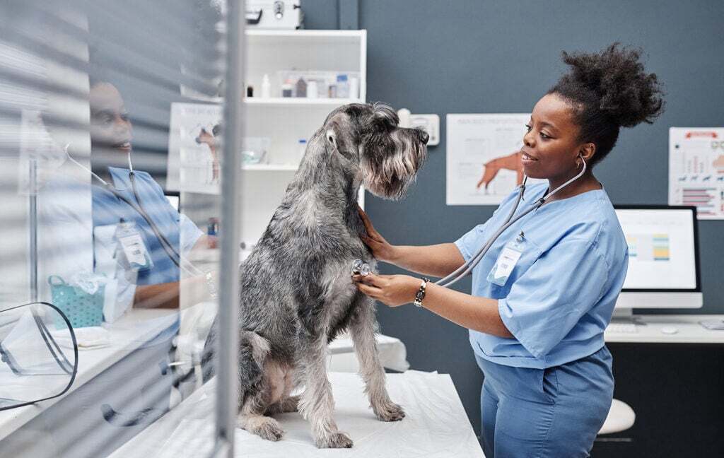 Veterinarian examining a Giant Schnauzer dog with a stethoscope in a veterinary clinic.